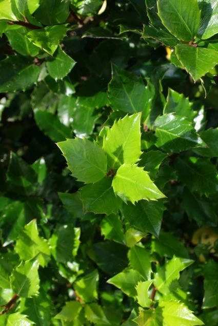 Blauwe Hulst (Ilex Meserveae 'Blue Prince') 6 Blauwe Hulst (Ilex Meserveae 'Blue Prince') - Afbeelding 6