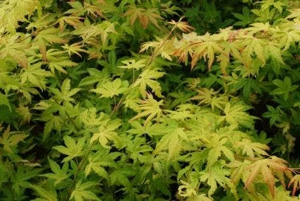 Japanse Esdoorn (Acer Palmatum 'Orange Dream') 5 Japanse Esdoorn (Acer Palmatum 'Orange Dream') - Afbeelding 5