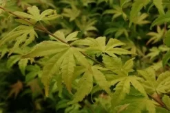 Japanse Esdoorn (Acer Palmatum 'Orange Dream') 21 Japanse Esdoorn (Acer Palmatum 'Orange Dream') -Tuinplanten Winkel 20130121134212 4