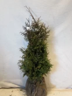 Levensboom (Thuja Plicata 'Gelderland')