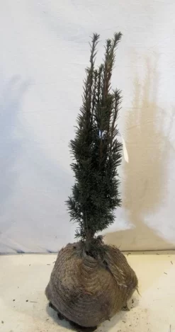 Zuiltaxus (Taxus Baccata 'Fastigiata Robusta') -Tuinplanten Winkel 20130125132756 17