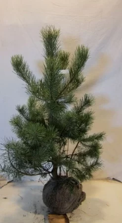 Grove Den, Solitair (Pinus Sylvestris) -Tuinplanten Winkel 20130125134849 18