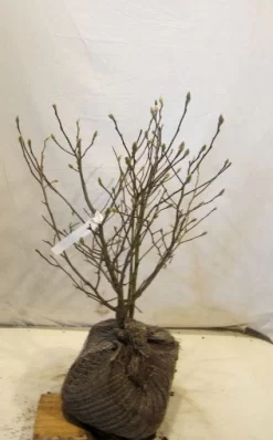 Stermagnolia (Magnolia Stellata) -Tuinplanten Winkel 20130125153753 13 2