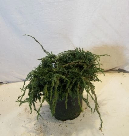 Jeneverbes (Juniperus Squamata 'Blue Carpet') 5 Jeneverbes (Juniperus Squamata 'Blue Carpet') - Afbeelding 5