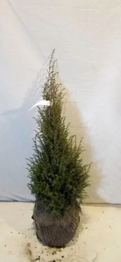 Jeneverbes (Juniperus Communis 'Hibernica') -Tuinplanten Winkel 20130125161445 7