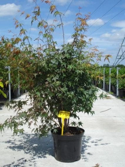 Japanse Esdoorn (Acer Palmatum) 2 Japanse Esdoorn (Acer Palmatum) - Afbeelding 2