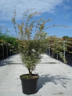 Japanse Esdoorn (Acer Palmatum 'Butterfly') -Tuinplanten Winkel 20130214100424 8