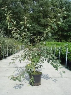 Krentenboom Als Struik (Amelanchier Lamarckii) -Tuinplanten Winkel 20130214100736 13 2