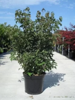 Japanse Kornoelje (Cornus Kousa) -Tuinplanten Winkel 20130214105009 24 12 12