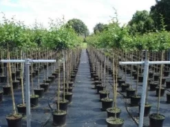 Rode Meidoorn (Crataegus Laevigata 'Paul's Scarlet') -Tuinplanten Winkel 20130214111754 14