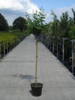 Rode Meidoorn (Crataegus Laevigata 'Paul's Scarlet') -Tuinplanten Winkel 20130214111804 14