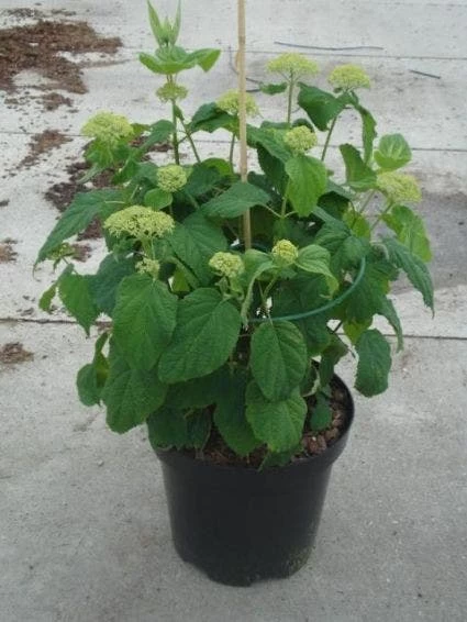 Hortensia (Hydrangea 'Strong Annabelle') 8 Hortensia (Hydrangea 'Strong Annabelle') - Afbeelding 8