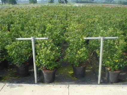 Blauwe Hulst (Ilex Meserveae 'Blue Prince') 5 Blauwe Hulst (Ilex Meserveae 'Blue Prince') - Afbeelding 5