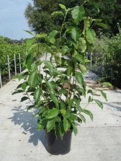 Beverboom (Magnolia Soulangeana) -Tuinplanten Winkel 20130214140530 10 1