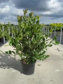 Stermagnolia (Magnolia Stellata) -Tuinplanten Winkel 20130214142333 13 1