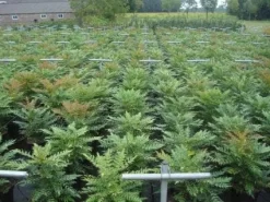 Mahoniestruik (Mahonia Media 'Winter Sun') -Tuinplanten Winkel 20130214142529 11