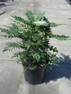 Mahoniestruik (Mahonia Media 'Winter Sun') -Tuinplanten Winkel 20130214142545 11