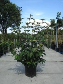 Sneeuwbal (Viburnum Bodnantense 'Dawn') -Tuinplanten Winkel 20130215094907 35 7