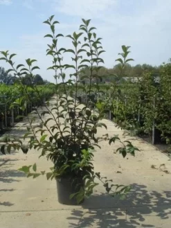 Sneeuwbal (Viburnum Bodnantense 'Charles Lamont') 11 Sneeuwbal (Viburnum Bodnantense 'Charles Lamont') -Tuinplanten Winkel 20130215095158 4 1