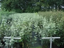 Sneeuwbal (Viburnum Carlcephalum) -Tuinplanten Winkel 20130215095422 11