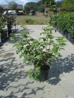 Sneeuwbal (Viburnum Opulus 'Roseum') -Tuinplanten Winkel 20130215100016 9