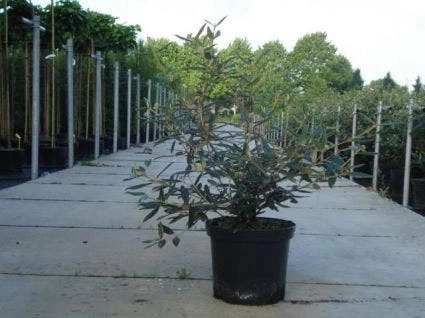 Sneeuwbal (Viburnum Bodnantense 'Dawn') 7 Sneeuwbal (Viburnum Bodnantense 'Dawn') - Afbeelding 7