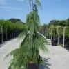 Cypres (Chamaecyparis Nootkatensis 'Pendula')