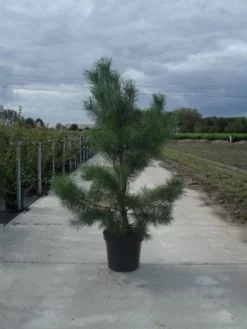 Grove Den, Solitair (Pinus Sylvestris) -Tuinplanten Winkel 20130215102527 18