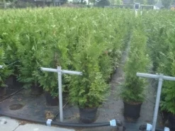 Reuzenlevensboom (Thuja Plicata 'Excelsa') -Tuinplanten Winkel 20130215102918 9