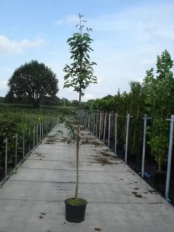 Krentenboom (Amelanchier Arborea 'Robin Hill') -Tuinplanten Winkel 20130215113904 10