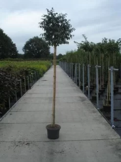 Pluim Es (Fraxinus Ornus 'Meczek') 7 Pluim Es (Fraxinus Ornus 'Meczek') -Tuinplanten Winkel 20130215114801 10