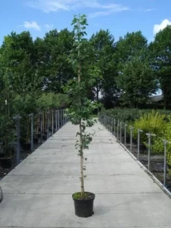 Japanse Notenboom (Ginkgo Biloba) -Tuinplanten Winkel 20130215114856 10 1