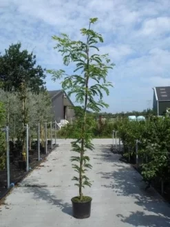 Geelbladige Christusdoorn (Gleditsia Triacanthos 'Sunburst') -Tuinplanten Winkel 20130215114936 13