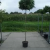 Amberboom Op Stam (Liquidambar 'Gum Ball')