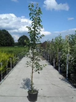 Chinese Sierpeer (Pyrus Calleryana 'Chanticleer') -Tuinplanten Winkel 20130215115633 19