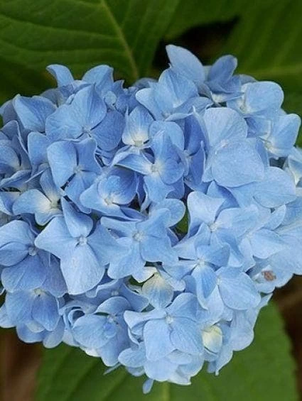 Hortensia Blauw (Hydrangea 'Forever&Ever') 1 Hortensia Blauw (Hydrangea 'Forever&Ever')