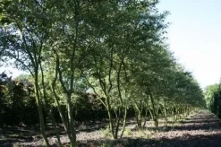 Krentenboom Als Struik (Amelanchier Lamarckii) -Tuinplanten Winkel 20130315104532 13 2