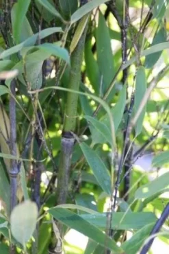 Bamboe (Phyllostachys Nigra) -Tuinplanten Winkel 20130906145730 13