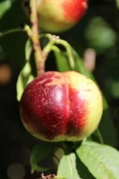 Nectarine (Prunus Persica Nucipersica) -Tuinplanten Winkel 20130906151632 2