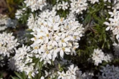 Choisya (Choisya Ternata 'White Dazzler') -Tuinplanten Winkel 20131023135655 1