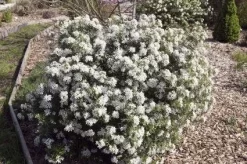 Choisya (Choisya Ternata 'White Dazzler') -Tuinplanten Winkel 20131023135706 1