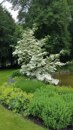 Kornoelje (Cornus Kousa 'China Girl') -Tuinplanten Winkel 20160612 161445 resized