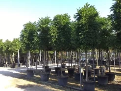 Blauwe Regen Als Boom (Wisteria Formosa 'Issai')