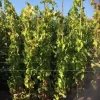 Druif (Vitis Vinifera 'Alphonse Lavalle')
