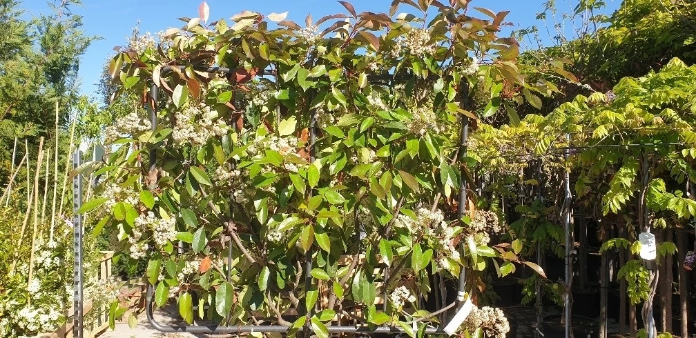 Glansmispel Halfstam Als Leiboom (Photinia Fraseri 'Red Robin') 2 Glansmispel Halfstam Als Leiboom (Photinia Fraseri 'Red Robin') - Afbeelding 2