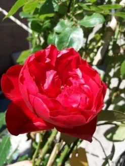 Klimroos (Rosa 'Amadeus') -Tuinplanten Winkel 20190629 130707