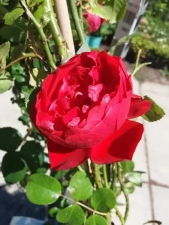 Klimroos (Rosa 'Amadeus') -Tuinplanten Winkel 20190629 130841