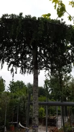 Ceder Als Dakboom (Cedrus Deodara 'Pendula') -Tuinplanten Winkel 20190712 120955