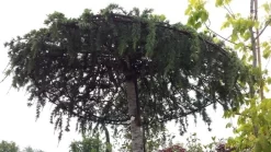 Ceder Als Dakboom (Cedrus Deodara 'Pendula') -Tuinplanten Winkel 20190712 121003