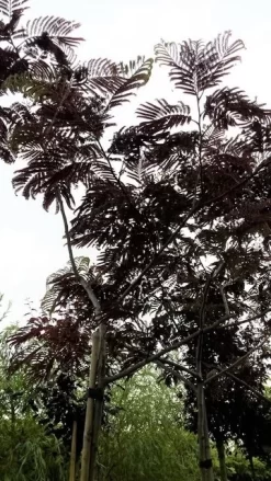 Perzische Slaapboom Als Boom (Albizia Julibrissin 'Summer Chocolate') 25 Perzische Slaapboom Als Boom (Albizia Julibrissin 'Summer Chocolate') -Tuinplanten Winkel 20190712 123113
